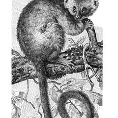 Gray Bamboo Lemur Print