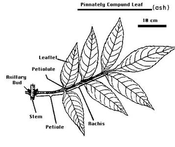 Labeled drawing of a pinnately compound leaf