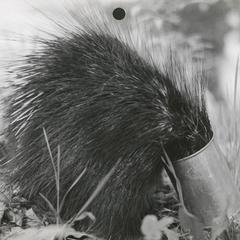 Porcupine in trouble