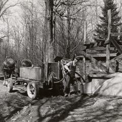 Maple syrup production