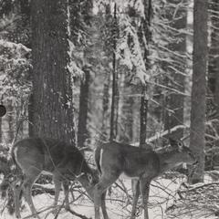 Winter deer feeding