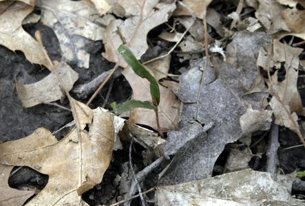 Sugar maple seedling with cotyledons