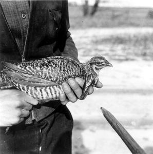 Prairie chicken cock banded