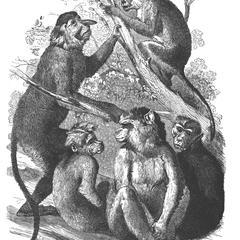The Proboscis and Other Monkeys