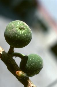 Fig branch with Loranthaceae seed attached