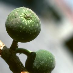 Fig branch with Loranthaceae seed attached