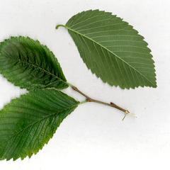Ulmus americana - leaves and stem