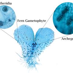 Fern gametophyte with archegonia and antheridia