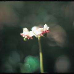 Pipsissewa flowers