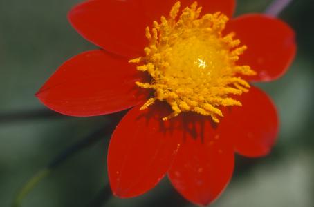 Dahlia coccinea flower, Tuxpan