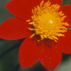Dahlia coccinea flower, Tuxpan