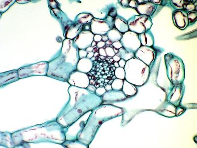 Minor vein in cross section through a water lily leaf