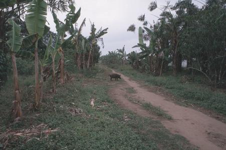 Village view near Boundji and Leketi in northern Congo