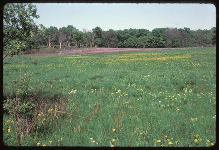 View across Greene Prairie toward the northeast with Lupines and Zizia in bloom, University of Wisconsin Arboretum