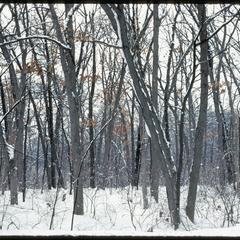 Winter view of Noe Woods, University of Wisconsin–Madison Arboretum