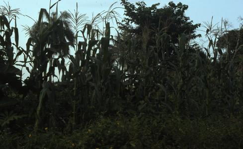 Farm in Oshogbo