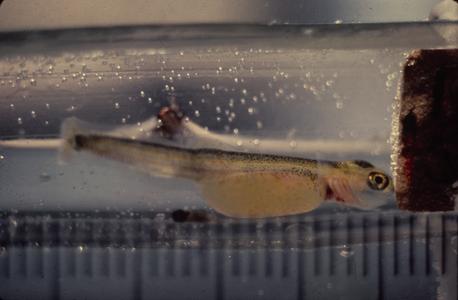 Larval lake trout