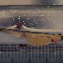 Larval lake trout