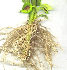 Adventitious roots of a Coleus cutting