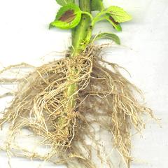 Adventitious roots of a Coleus cutting