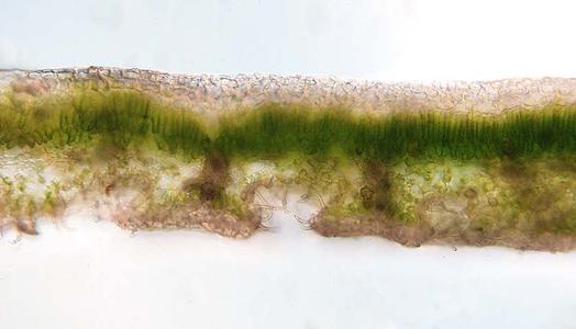Fresh cross section of a leaf of Nerium oleander