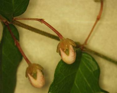 Flower buds of Malpighia glabra