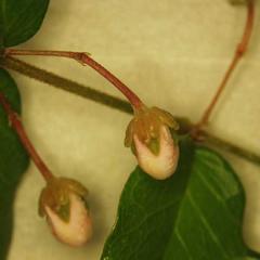 Flower buds of Malpighia glabra