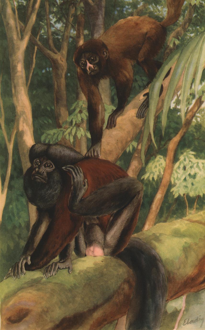 Pithecia satanas : jovem (juvenile : upper monkey), adulto (adult : lower monkey)