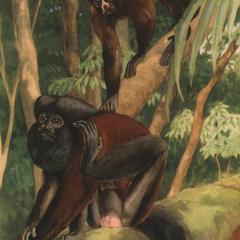 Pithecia satanas : jovem (juvenile : upper monkey), adulto (adult : lower monkey)