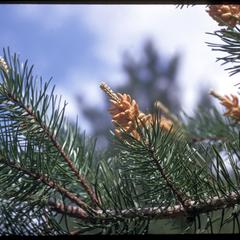 Jack pine male cones, Grady Tract, University of Wisconsin Arboretum
