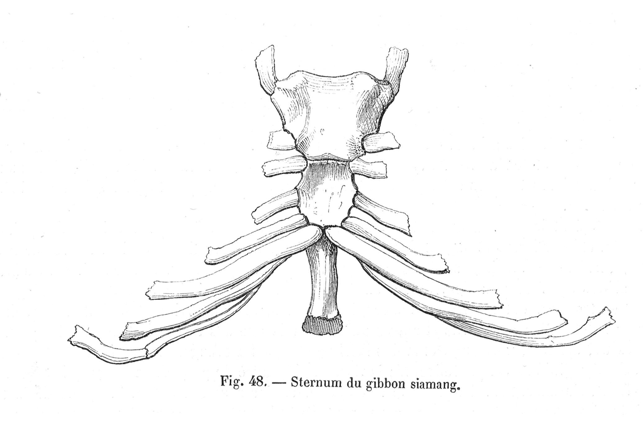 On the anatomy of vertebrates [electronic resource] . Sternum, scapular  arcli, and limb, Penguin (Aptenodytes). In the Auks and Guillemots the  sternum 1 is very long andnarrow; the lower border of