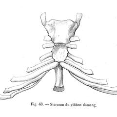 Sternum du gibbon siamang (Siamang sternum)