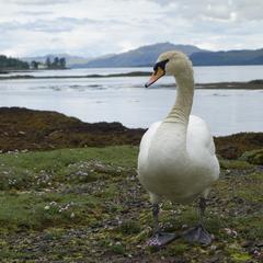 Isle of Mull, swan on shore near the village of Salen