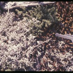 Moss, lichen, and spikemoss; Cactus Rock, Ferry Bluff, State Natural Area