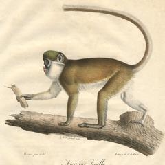 Red-Tailed Monkey Print