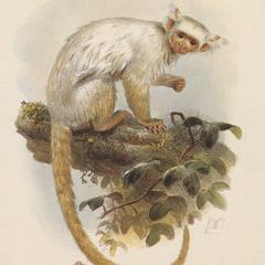Gold and White Marmoset