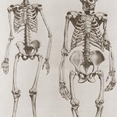 Gorilla-Human Skeletons Print