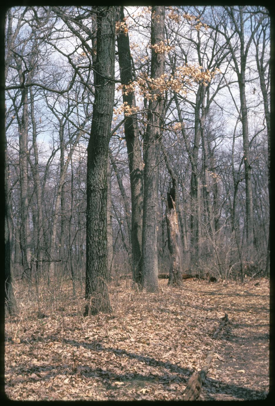 Black and white oaks in Wingra Woods, University of Wisconsin–Madison Arboretum