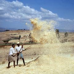 Men Separating Chaff from Grain During Winnowing