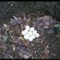 Grouse nest with eggs