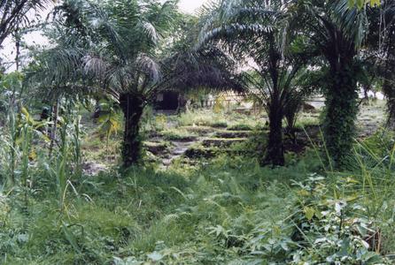 Urban plantation in Libreville