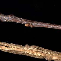 Twigs of two growth forms of bur oak