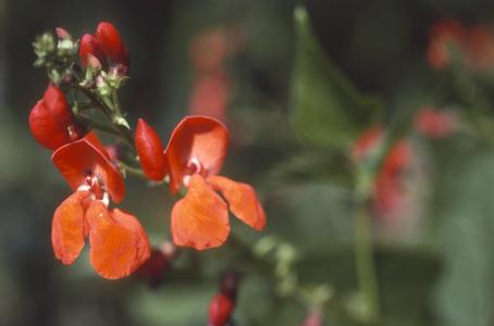 Flowers of Phaseolus coccineus beans, Chapingo Experimental Station