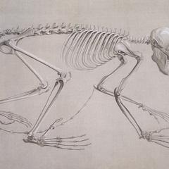 Skeleton of the Male Aye-Aye