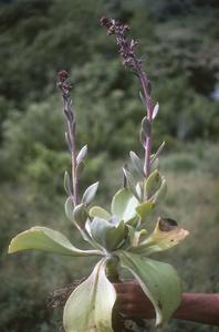 Echeveria (Crassulaceae)