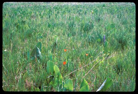 Mid-view with Lilium philadelphium, Faville Prairie, State Natural Area