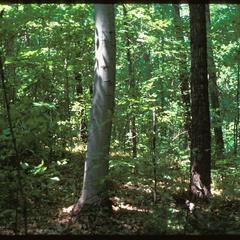 Beech and maple trees, Kurtz Woods, State Natural Area