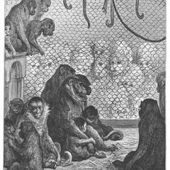 Captive Colobus Monkeys Print