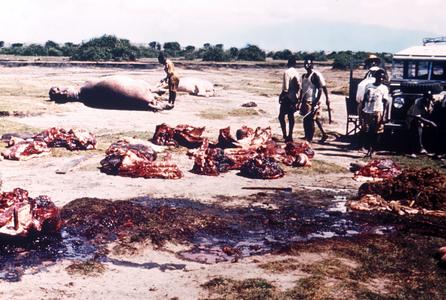 Cutting up Hippopotamuses as Part of the Hippo Control Program