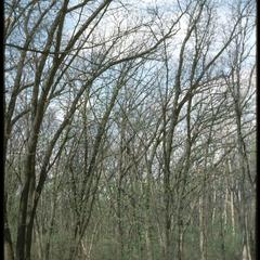 View of Noe Woods from road, University of Wisconsin Arboretum, spring